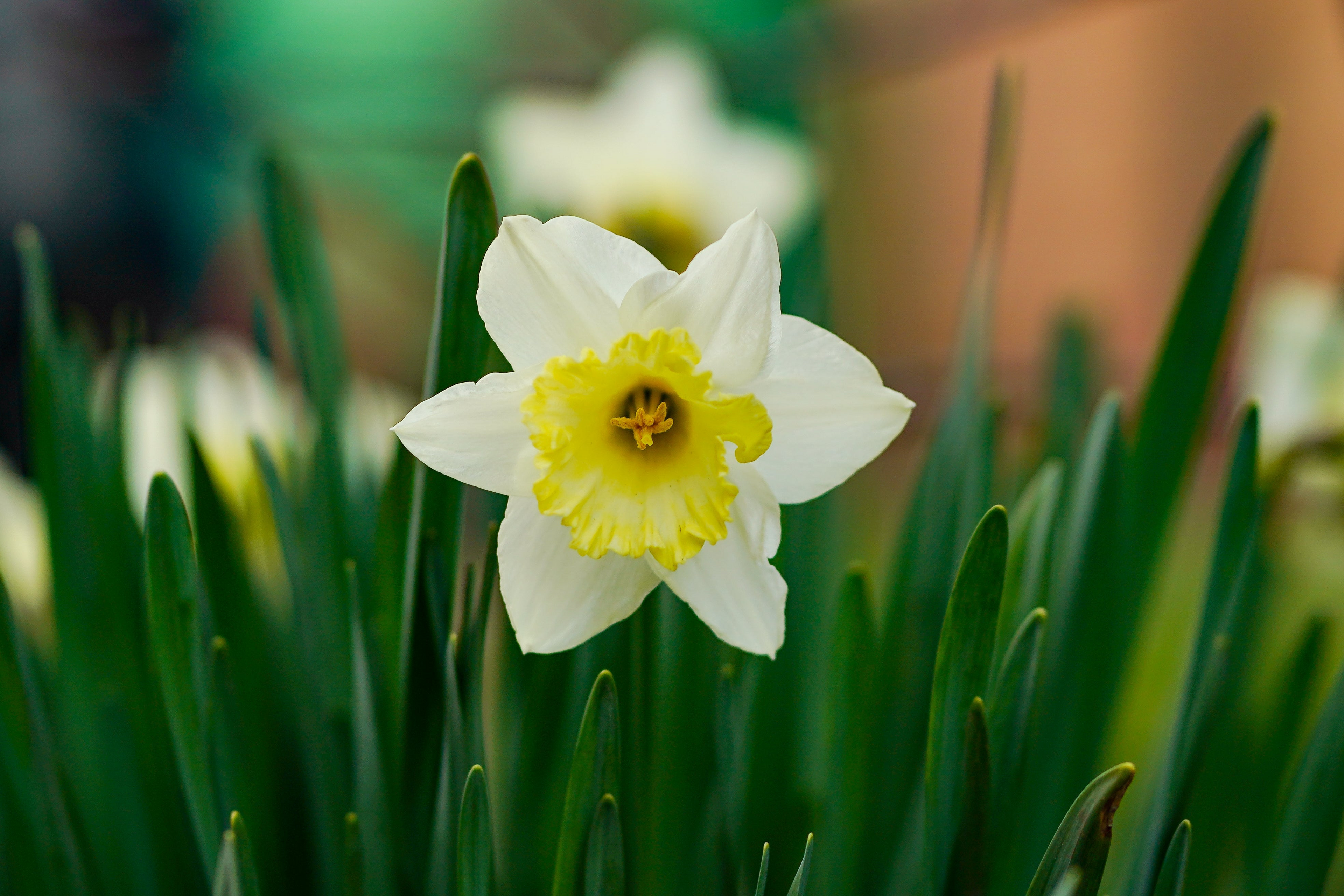 A close-up photograph of a single white and yellow daffodil in full bloom, surrounded by green foliage. The daffodil's petals are pristine white with a vibrant yellow trumpet at the center, creating a striking contrast. The background is softly blurred, highlighting the flower's delicate details, making it the focal point of the image. The scene exudes a sense of fresh springtime beauty, ideal for nature-themed or floral-focused content.