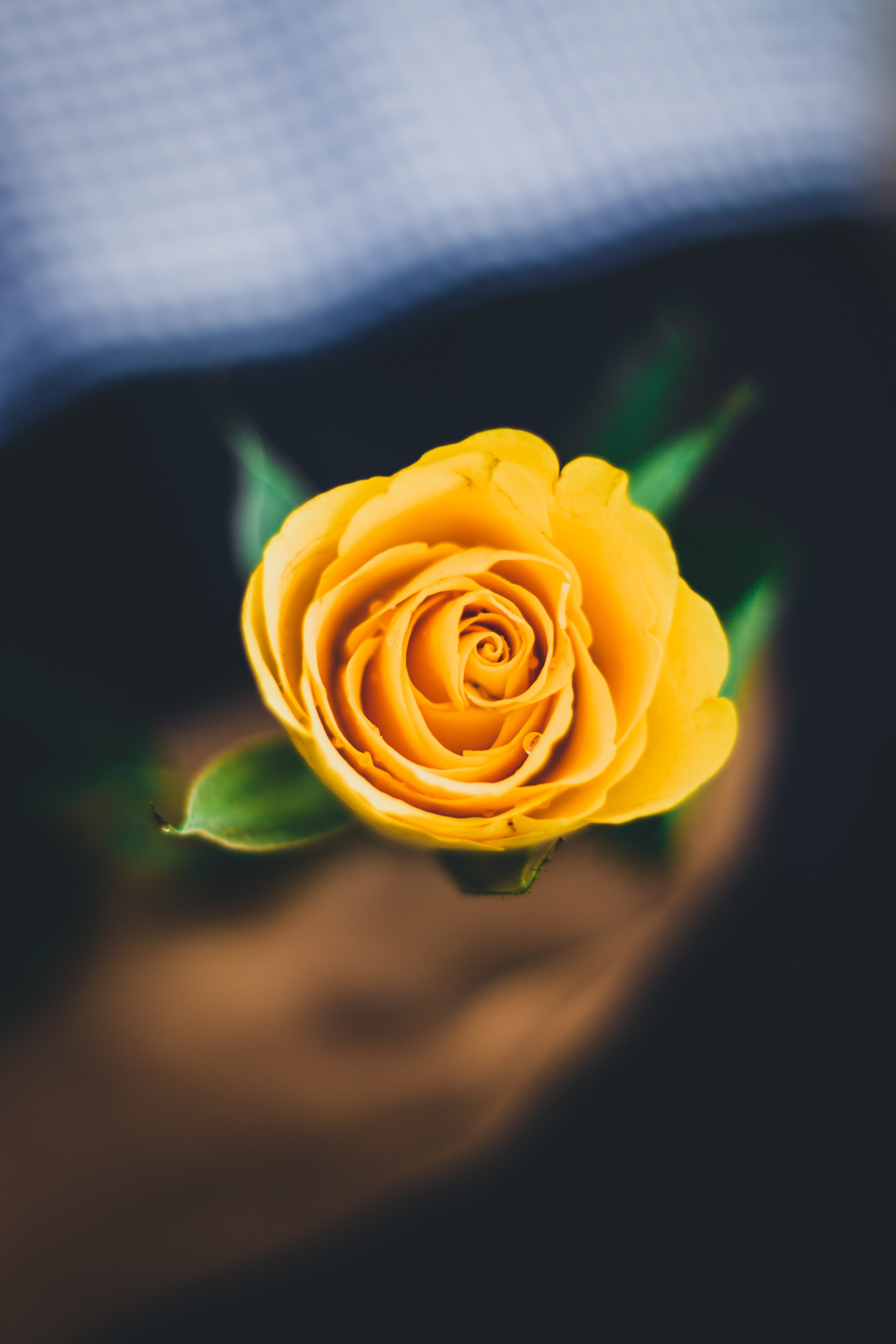 A close-up photograph of a single yellow rose in full bloom, showcasing its delicate petals in a spiral pattern. The flower stands out sharply against a dark, blurred background, which creates a dramatic contrast and draws attention to the intricate details of the rose. The soft focus on the rose emphasizes its vibrant color and smooth texture, making it a perfect representation of natural beauty and elegance.